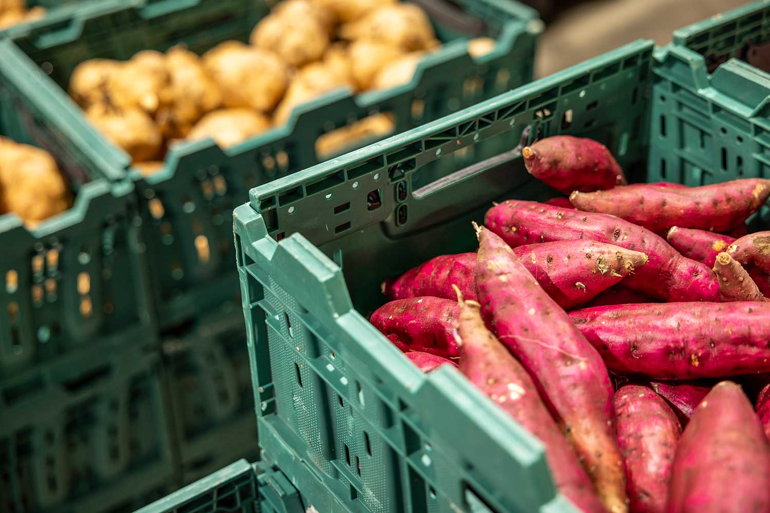 holding kumara