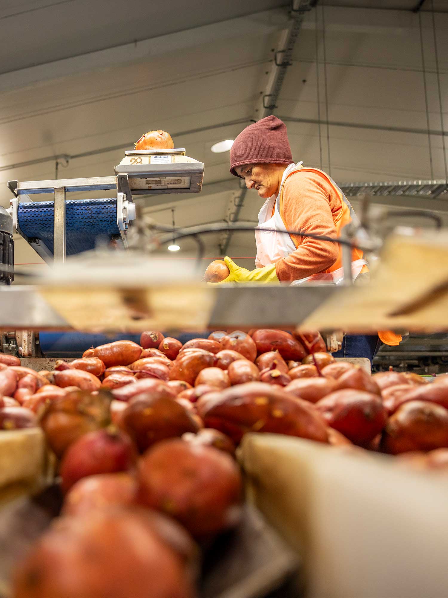 red kumara