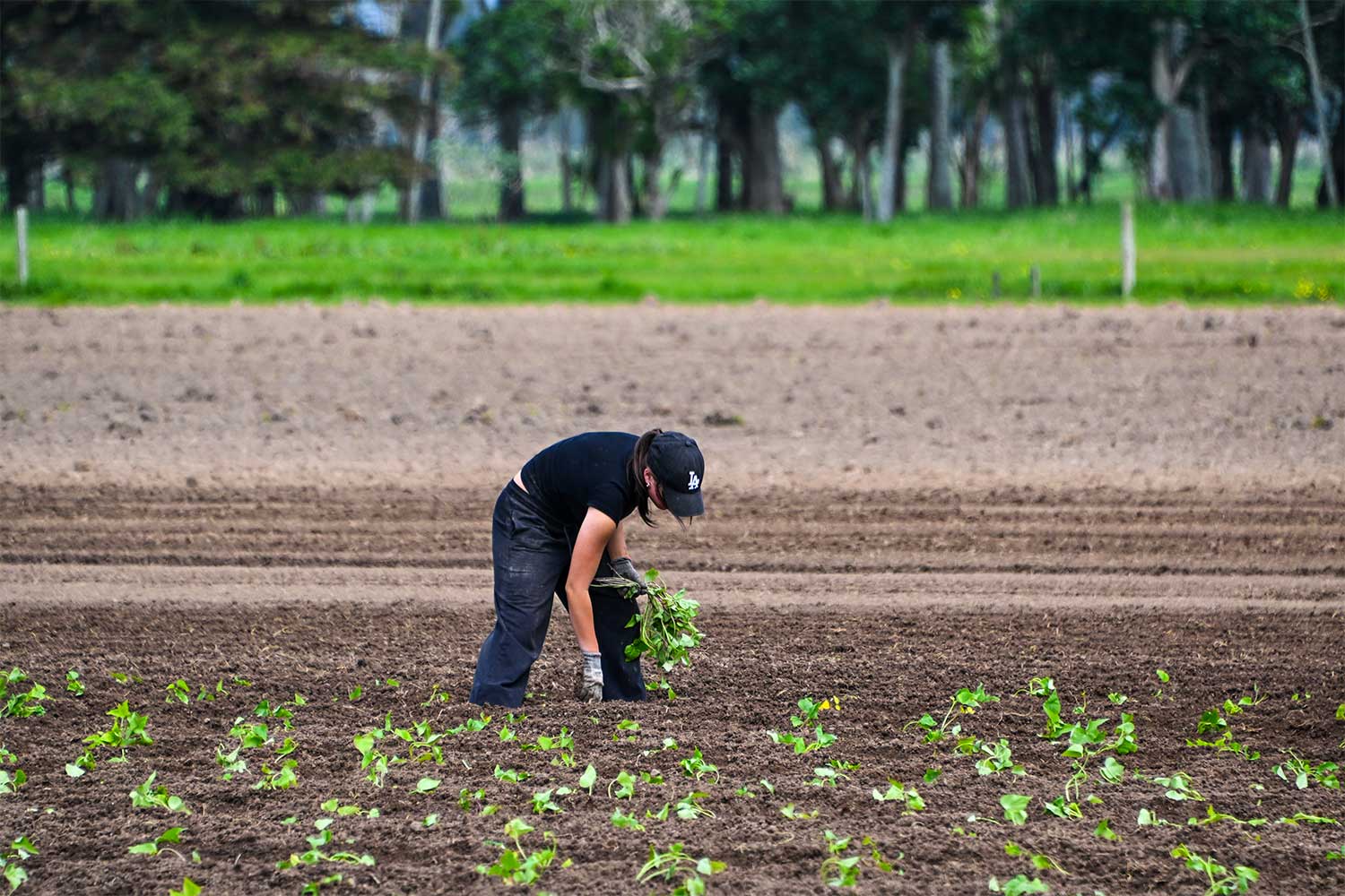 kumara harvesting